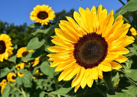 Semente de girassol ajuda a combater o colesterol alto