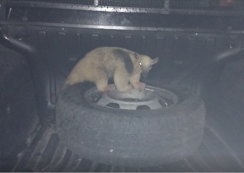 Tamanduá invade casa e dá susto em família no Amazonas