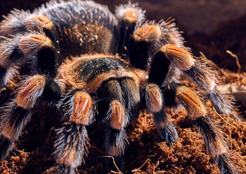 EUA importaram 2,85 bilhões de animais selvagens e plantas em 22 anos