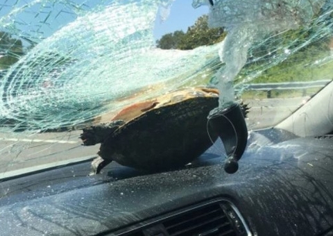 Tartaruga bate em carro e atinge passageira de 71 anos