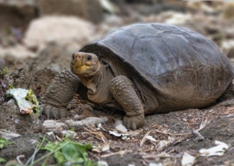 Tartaruga considerada extinta há 100 anos é encontrada em Galápagos 
