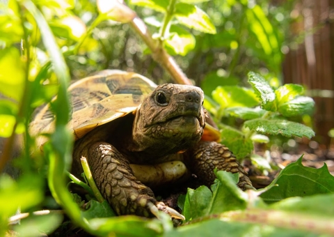 Tartarugas envelhecem muito lentamente, ou simplesmente não envelhecem
