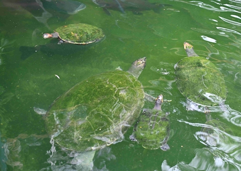 Homem é multado em R$ 140 mil por criar tartarugas, pirarucus e tambaquis ilegalmente no Parque 10