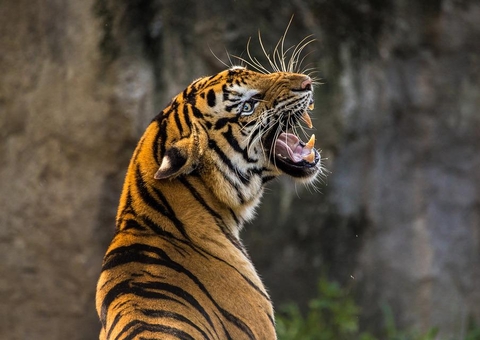 Mulher tem pulmão perfurado ao lutar com tigre para salvar bebê de ataque 