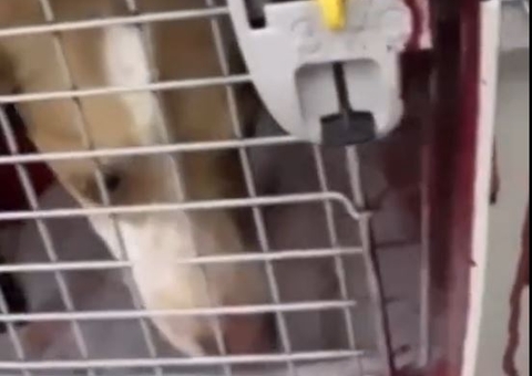 Vídeo: Tutora recebe cachorra sangrando após viajar de avião do Amazonas