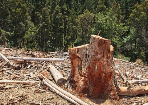 Homem morre ao ser atingido por árvore em ramal na AM-070