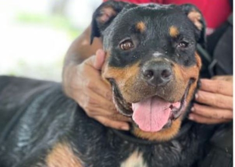 Rottweiler invade escola e causa pânico entre funcionários e estudantes
