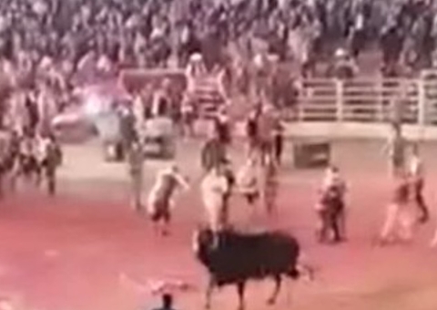 Touro invade arena antes de show de Ana Castela e arremessa fãs; vídeo