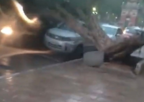 Árvore tomba sobre carros e arranca fios de alta tensão no Centro de Manaus