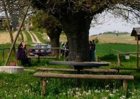 Árvore 'gêmea' faz sucesso por seu formato inusitado