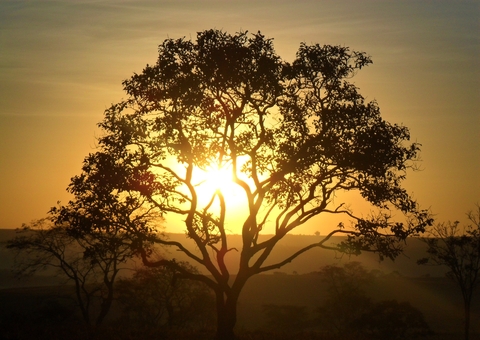 Projetos de conservação do Cerrado podem receber até US$ 30 mil