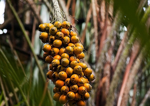 Fruto da Amazônia pode substituir azeite de dendê