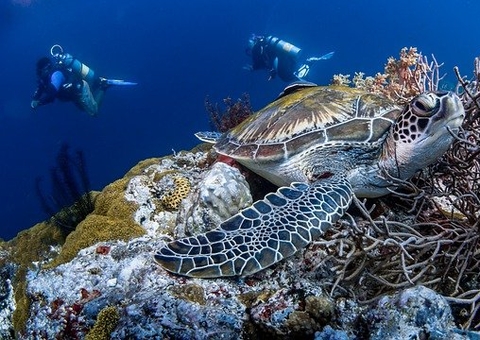 Cruzeiro colide com recife de corais e causa destruição gigantesca