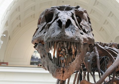 Dinossauros podiam viver no Ártico o ano inteiro, mostra estudo