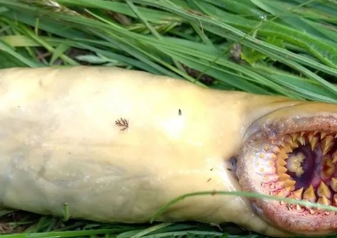 Homem encontra criatura primitiva bizarra durante pescaria