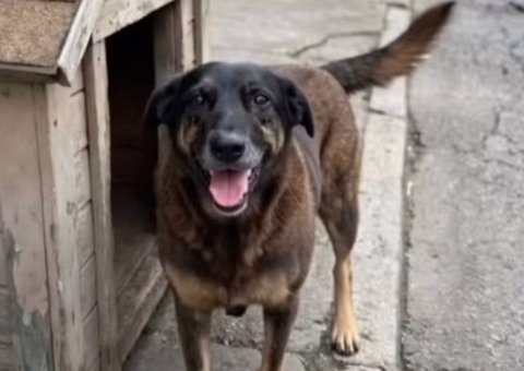 Investigação sobre morte do cão Orelha termina com um pedido de internação