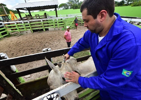 Pecuaristas devem notificar sobre vacinação de febre aftosa no Amazonas