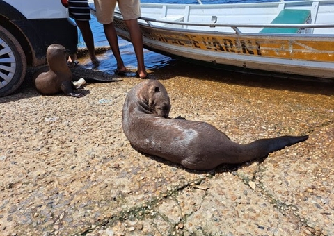 Ariranha resgatada sai de Manaus para conservação da espécie em São Paulo