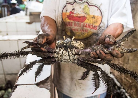 Instituto divulga períodos de defeso do caranguejo-uçá no Pará em 2025
