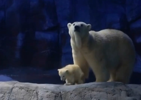 1º ursa-polar nascida na América Latina é apresentada ao público em São Paulo