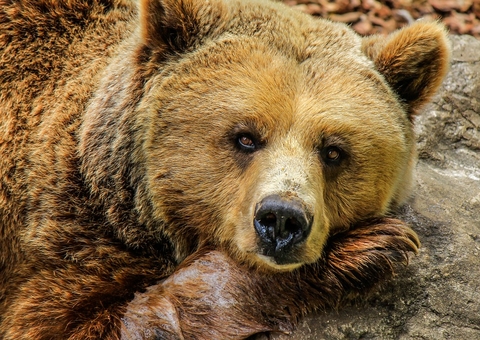 Mãe é presa por jogar bebê dentro de jaula de urso