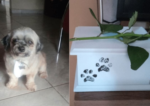 Mulher leva cão para tosa em pet shop e recebe animal de volta em cinzas