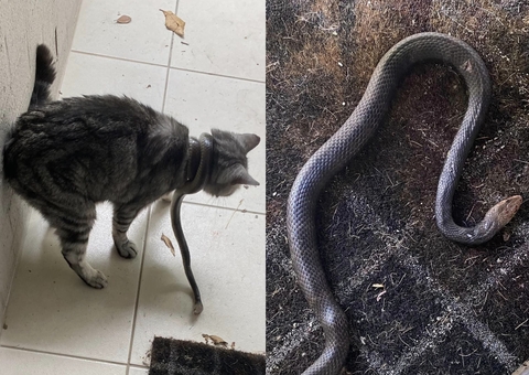 Serpente mais venenosa do mundo invade casa e se enrola em pescoço de gata
