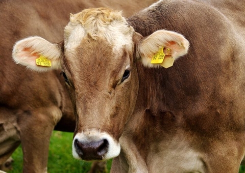 Prazo de vacinação contra febre aftosa para bovinos foi prorrogado