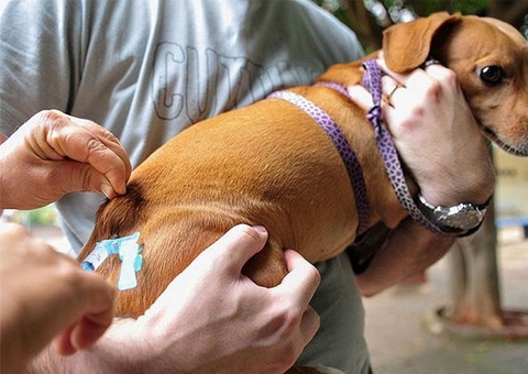 Campanha antirrábica é iniciada na zona rural de Manaus