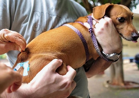 Saúde quer imunizar 28 milhões de animais contra raiva em todo o país
