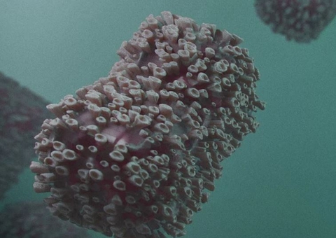 4° caso da varíola dos macacos é confirmado no Brasil; Saiba onde