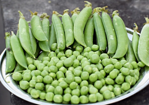 Rica em vitaminas do complexo B; confira os benefícios da ervilha