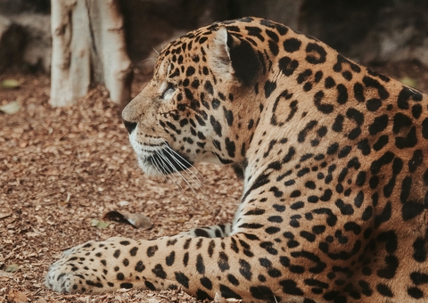 Homem morre ao ser atacado por onça dentro de casa em comunidade no Irandub