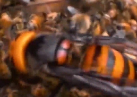 Abelhas saem de esgoto e atacam idoso de 80 anos que fazia caminhada