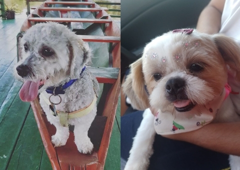 Família oferece recompensa para quem encontrar casal de Shih-tzu perdido em Manaus