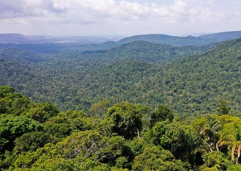 População de Manaus avalia que floresta em pé contribui para economia