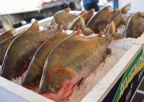 Semana Santa: saiba como comprar peixe com segurança no Amazonas