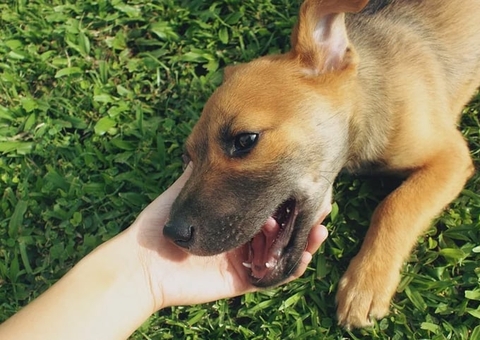 Homem é preso após jogar filhote de cachorro do segundo andar de casa em Manaus