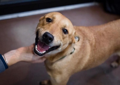 Amazonino promete investir no bem-estar animal para melhorar desempenho na saúde pública