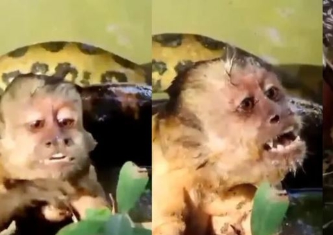 Macaco agoniza durante 'abraço mortal' de sucuri; vídeo