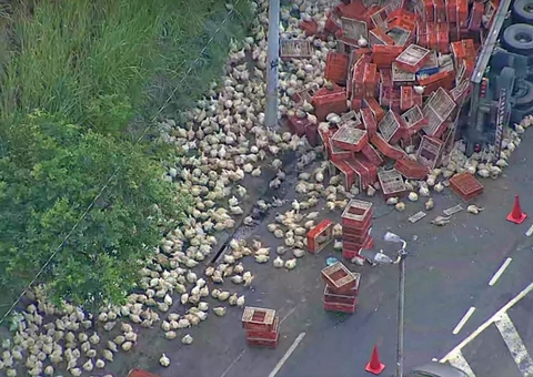 'Fuga das Galinhas': Carreta com aves vivas tomba e animais ficam espalhados na pista