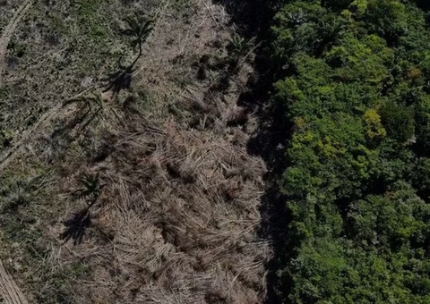 Relatório aponta o Amazonas como segundo estado que mais explora madeira na Amazônia