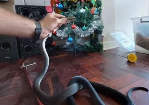 Família leva susto ao encontrar cobra altamente venenosa em árvore de Natal