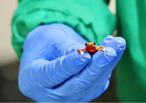 Brasileira é presa com 130 sapos venenosos em aeroporto na Colômbia