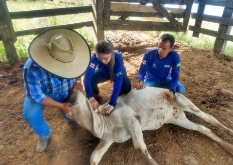 Veterinários do programa de vacinação contra brucelose no Amazonas devem atualizar cadastro