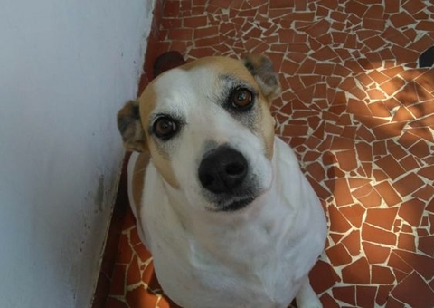 Homem é flagrado furtando casaquinho de cadela; Confira o vídeo 