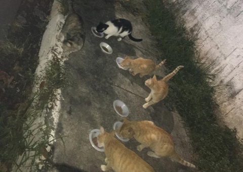 Moradora entra na Justiça e pede retirada de gatos de condomínio em Manaus