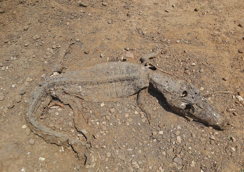 Jacarés são removidos de área no Pantanal para evitar canibalismo em seca severa