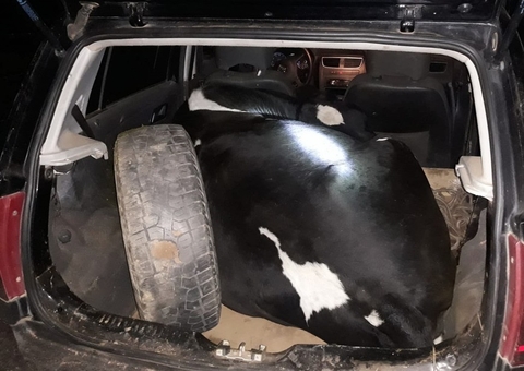Polícia encontra vaca dentro de carro de passeio durante blitz