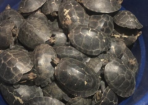 Homem é preso com 180 quelônios dentro de casa no Amazonas